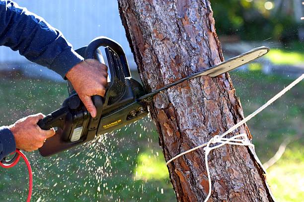 Best Commercial Tree Services  in USA