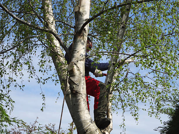 Best Tree Planting  in USA